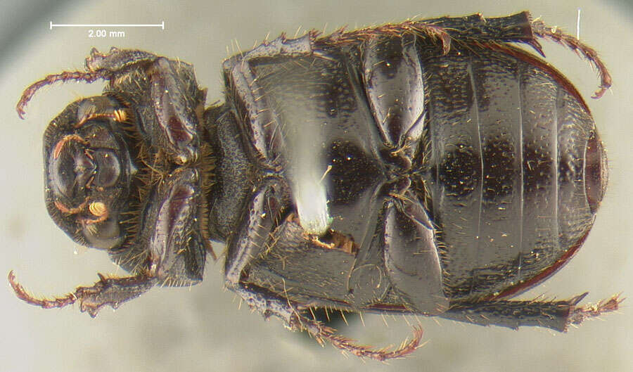 صورة Diplotaxis mentalis Fall 1909