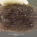 Image of <i>Nothoderodontus chilensis</i>