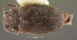 Image of <i>Nothoderodontus chilensis</i>