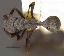 Image of Trachymyrmex smithi Buren 1944