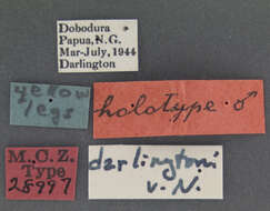 Слика од Leptognatha (Leptognatha) darlingtoni (Brouerius van Nidek 1953)