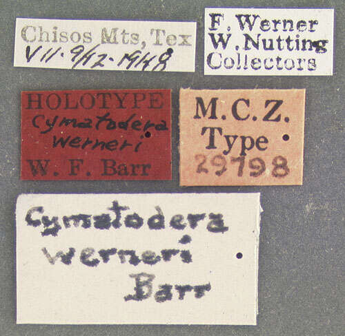 Image of Cymatodera werneri Barr 1952