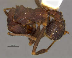 Image of Trachymyrmex smithi Buren 1944