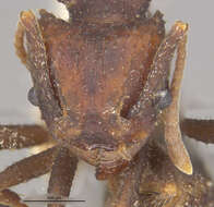 Image of Trachymyrmex smithi Buren 1944