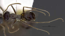 Image of Myrmecocystus creightoni Snelling 1971