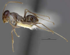 Image of Myrmecocystus creightoni Snelling 1971