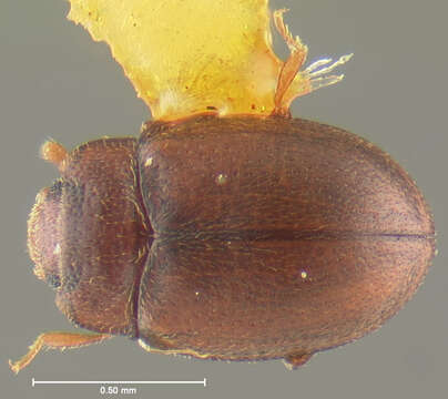 Image of Mychocerus Erichson 1845