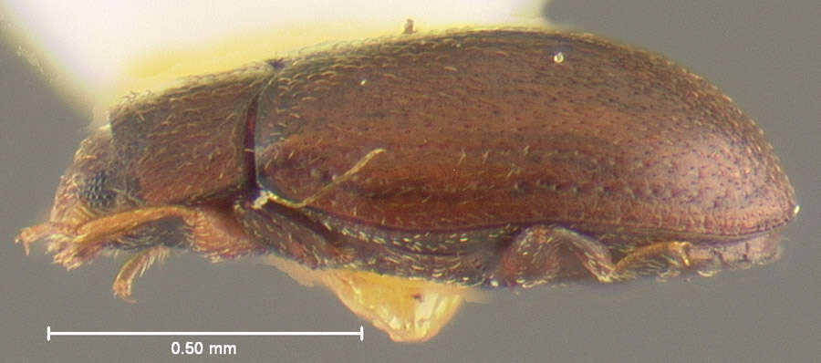 Слика од Mychocerus arizonensis Lawrence & Stephan 1975