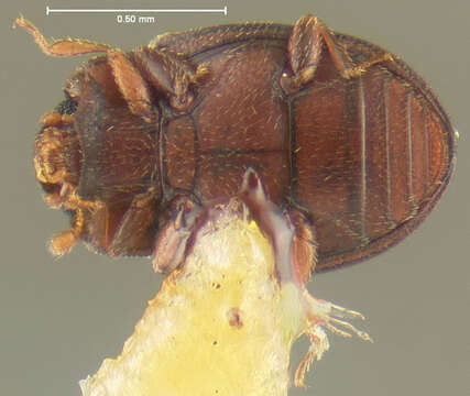 Image of Mychocerus Erichson 1845