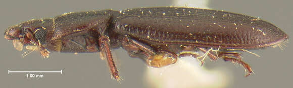 Image of <i>Tenebroides debilis</i> Sharp