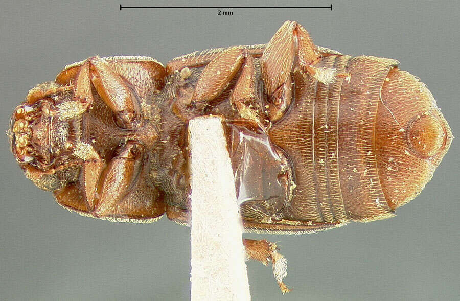 Image of Carpophilus longus Fall 1910