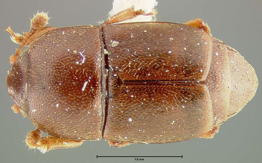 Image of Sap beetle
