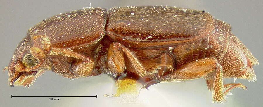 Image of Sap beetle