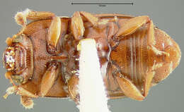 Image of Sap beetle