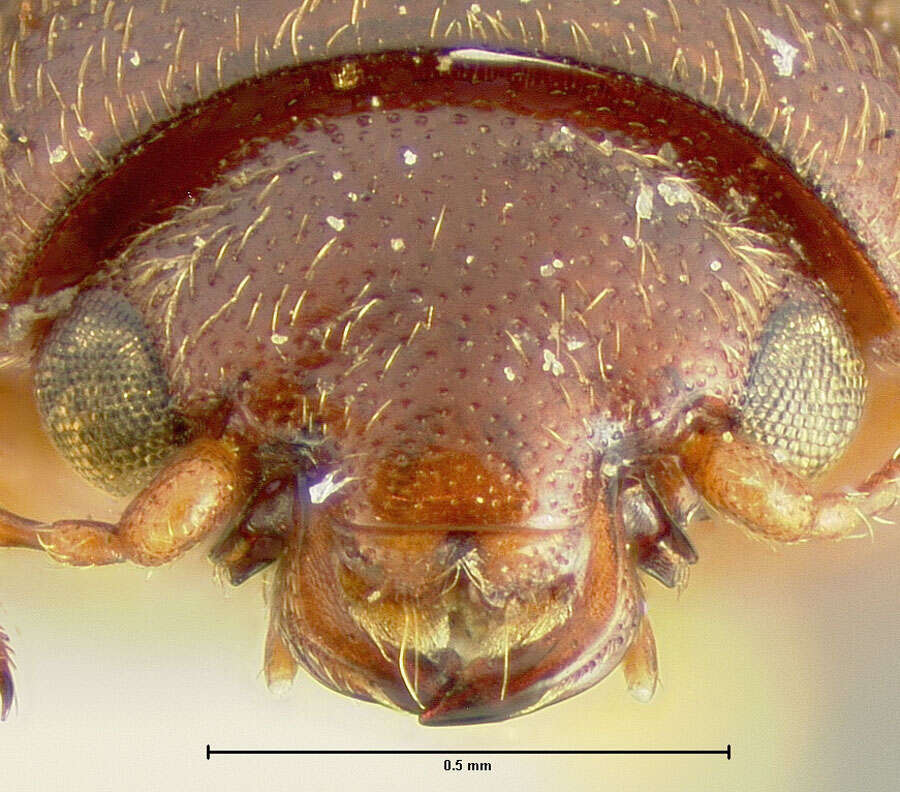 Image of Sap beetle