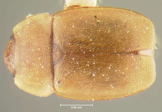 Image of Epuraea alternans Grouvelle 1912