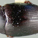 صورة Tritoma tenebrosa Fall 1912