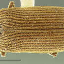 Image of <i>Microbregmus granicollis</i>