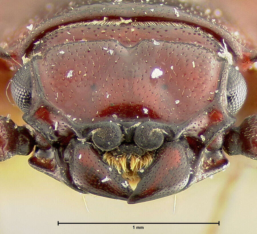 Image of <i>Catogenus darlingtoni</i>