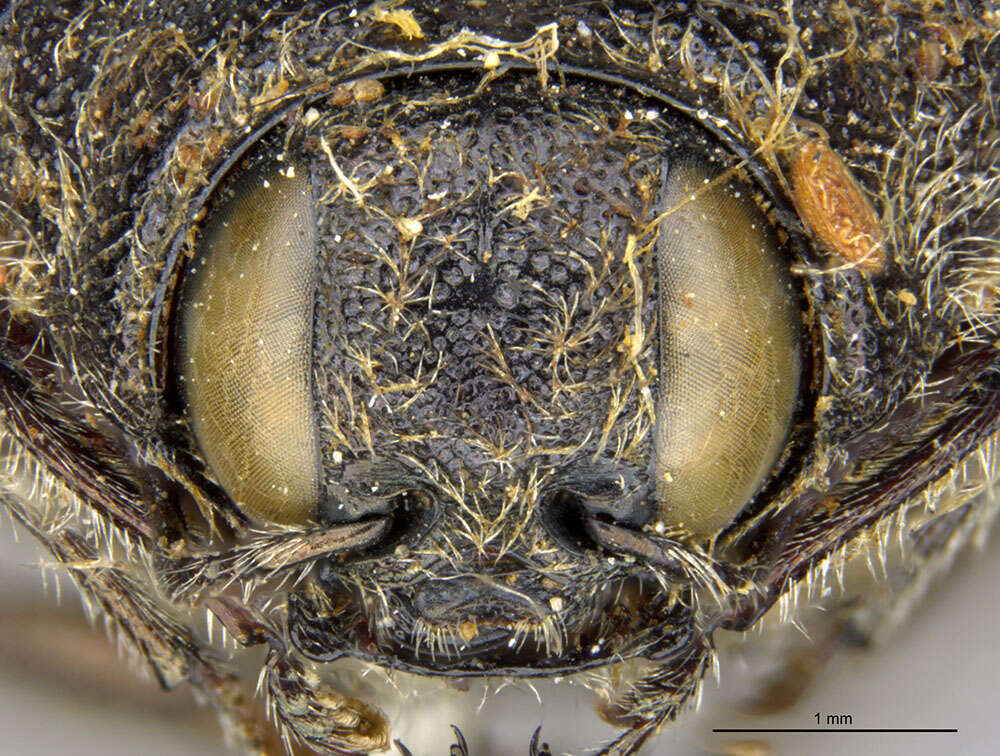 Image of Acmaeodera delumbis Horn 1894