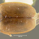 Image of Epuraea parsonsi Connell 1981