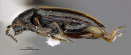 Image of Phyllotreta lepidula (J. L. Le Conte 1857)