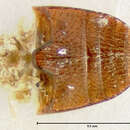 Image of <i>Sternodea carinata</i>