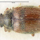Image de Henotiderus obesulus (Casey 1900)