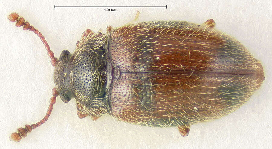 Image de Henotiderus obesulus (Casey 1900)