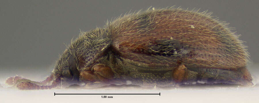 Image de Henotiderus obesulus (Casey 1900)
