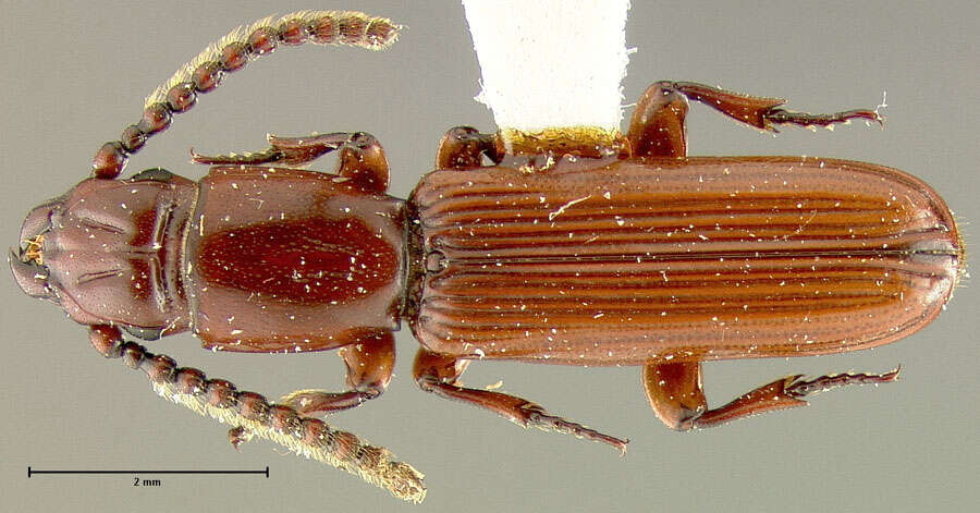 Слика од <i>Catogenus cylindricollis</i>