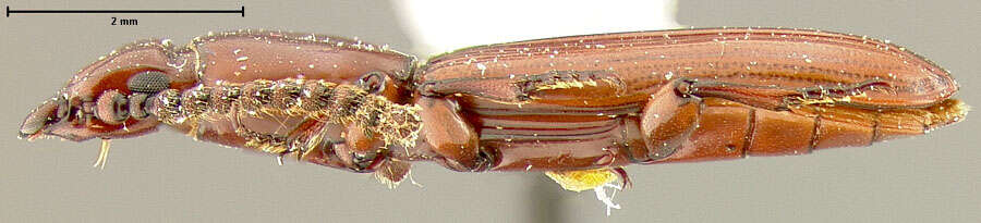 Image of parasitic flat bark beetles