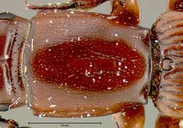 Слика од <i>Catogenus cylindricollis</i>