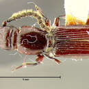 Image of <i>Catagenus asper</i>