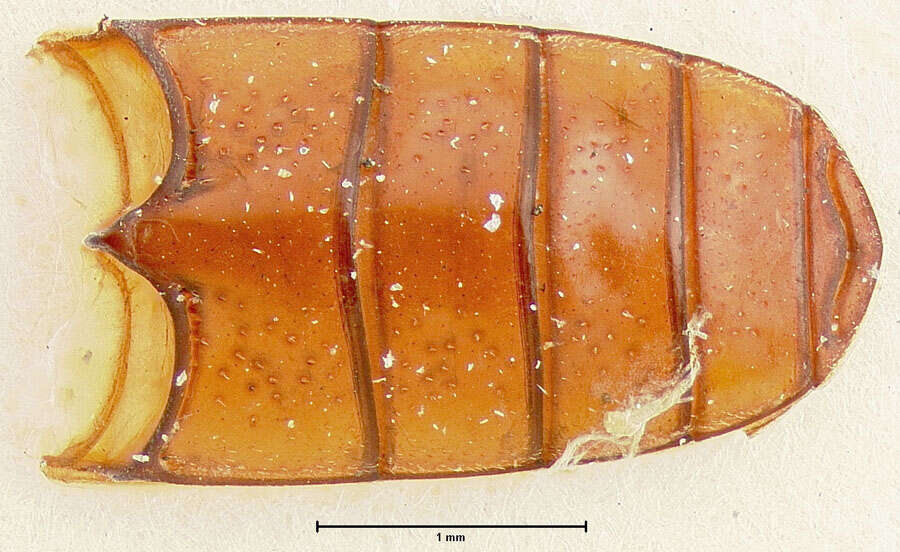 Image of <i>Catogenus darlingtoni</i>