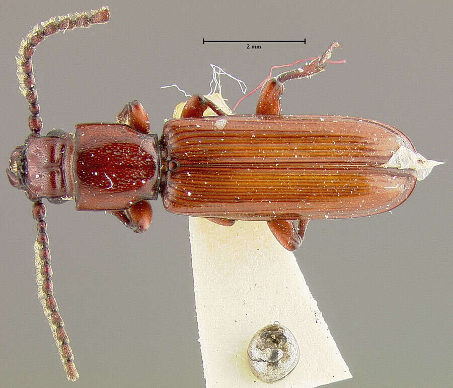 Image of <i>Catogenus darlingtoni</i>