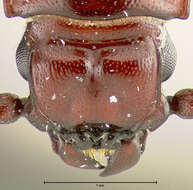 Image of <i>Catogenus darlingtoni</i>