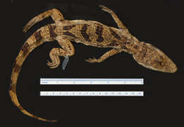 Image of Brown Spectacled Caiman