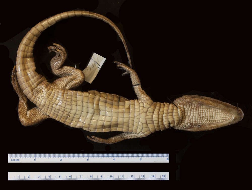 صورة Caiman crocodilus fuscus (Cope 1868)
