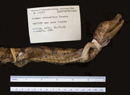 Imagem de Caiman crocodilus fuscus (Cope 1868)