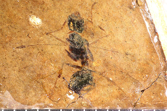 Image of Pseudocamponotus