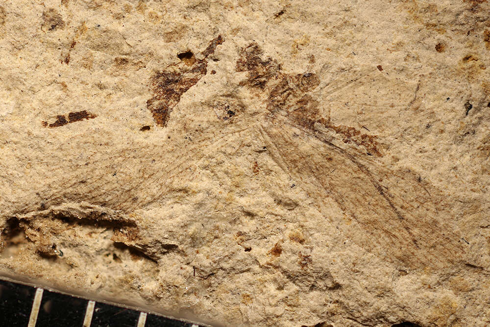 Image of Permoberotha