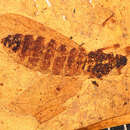 Image of <i>Plecia macrocephala</i>