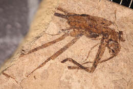 Image of water striders