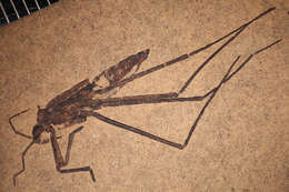 Image of water striders