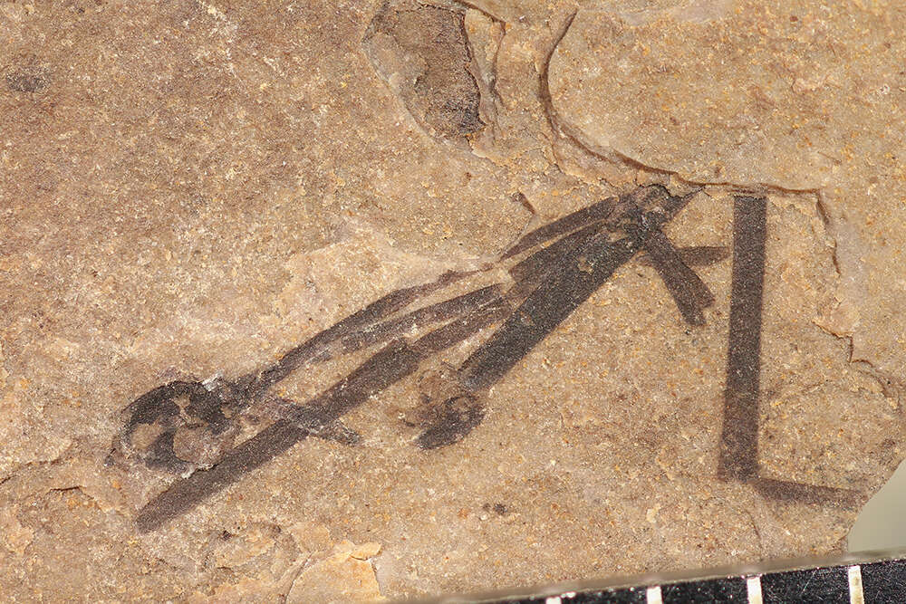 Image of water striders