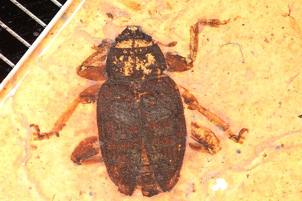 Image of Larinus bronni Heyden, C. von, Heyden & L.