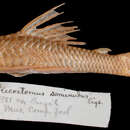 Imagem de Hypostomus seminudus (Eigenmann & Eigenmann 1888)