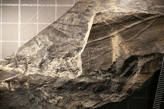 Image of <i>Platephemera antiqua</i> Scudder 1867