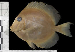 Imagem de Acanthurus coeruleus Bloch & Schneider 1801